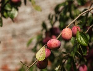 Roundhill plums