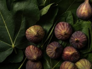 figs and fig leaves Roundhill